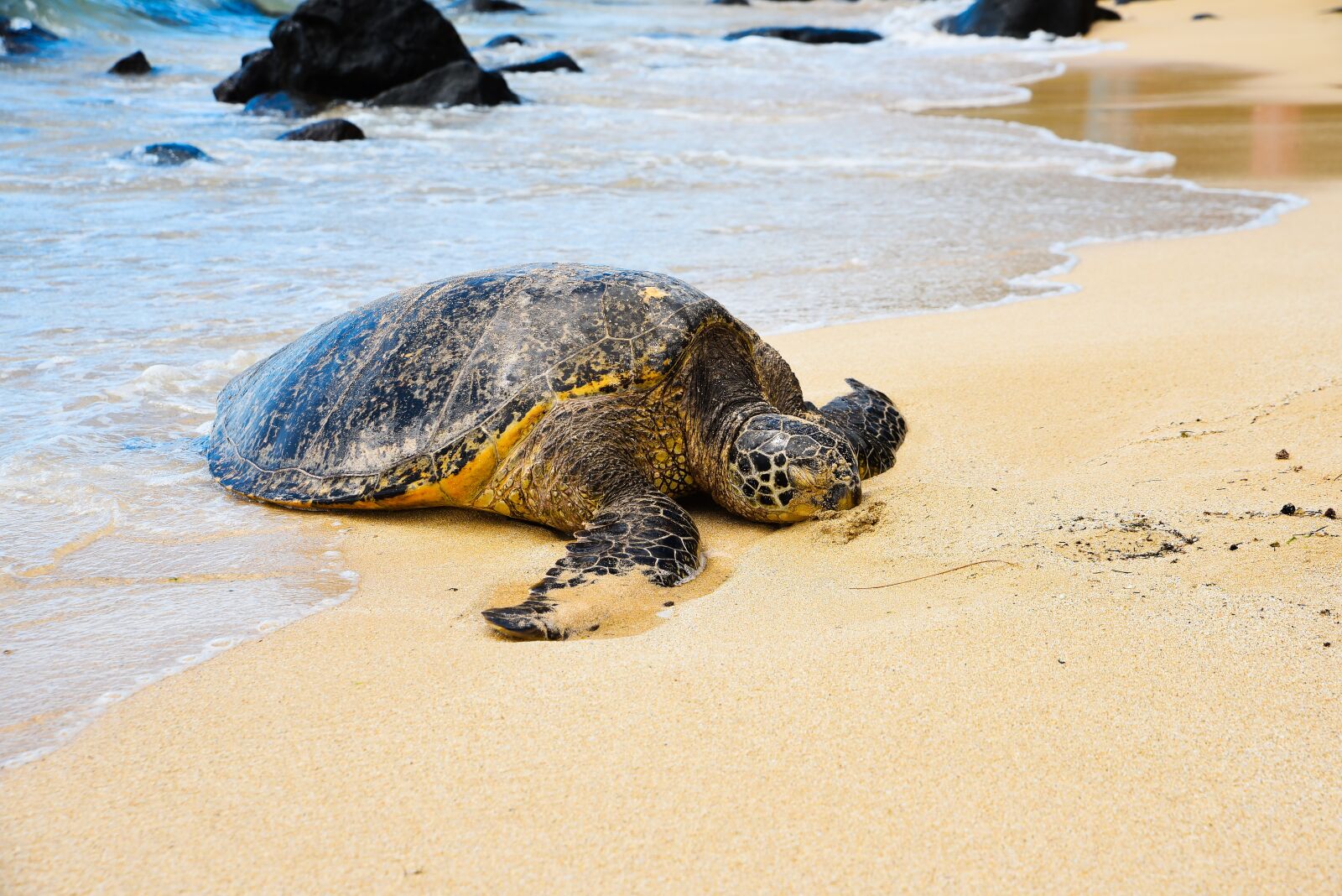 Nikon D750 sample photo. Turtle, beach, water photography