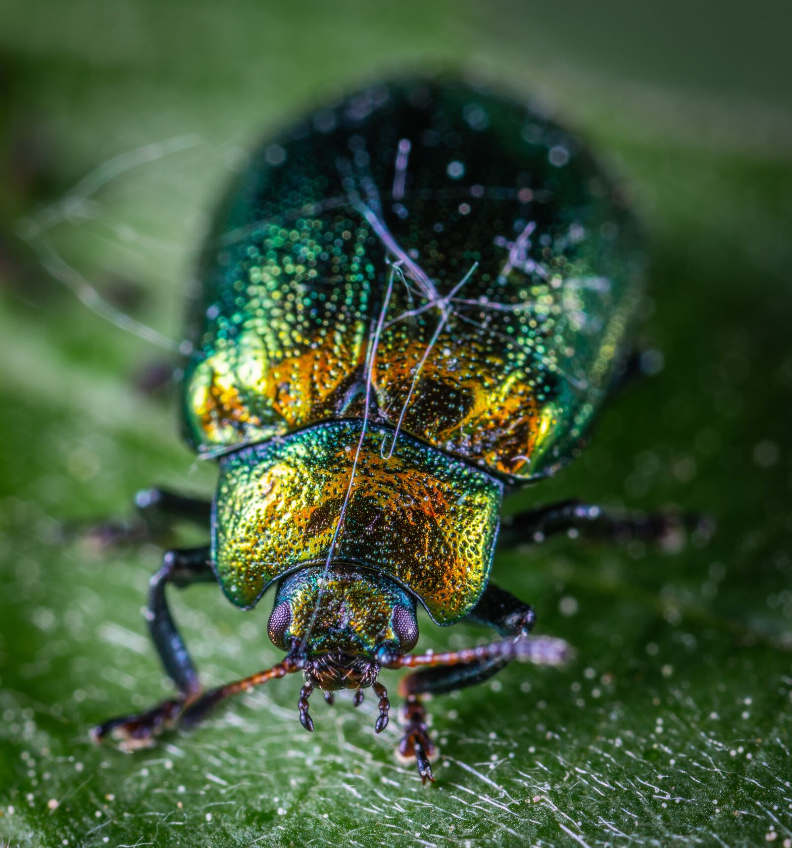 Sony a7R II sample photo. Macro, beetle, insect photography