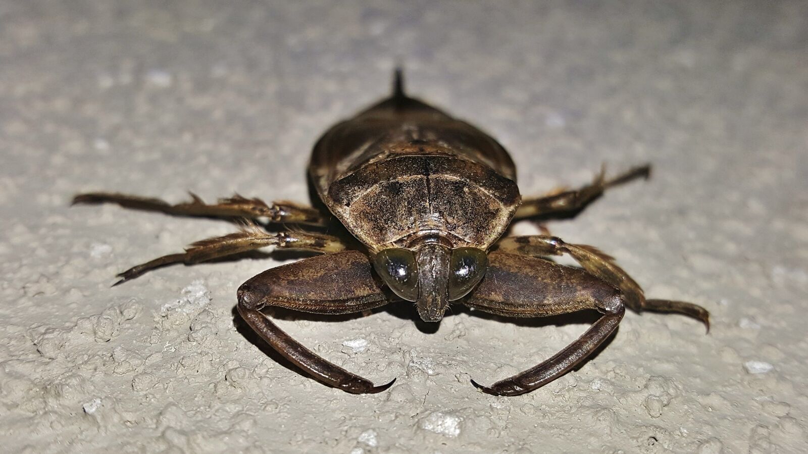 Samsung Galaxy Note5 sample photo. Water bug, giant water photography
