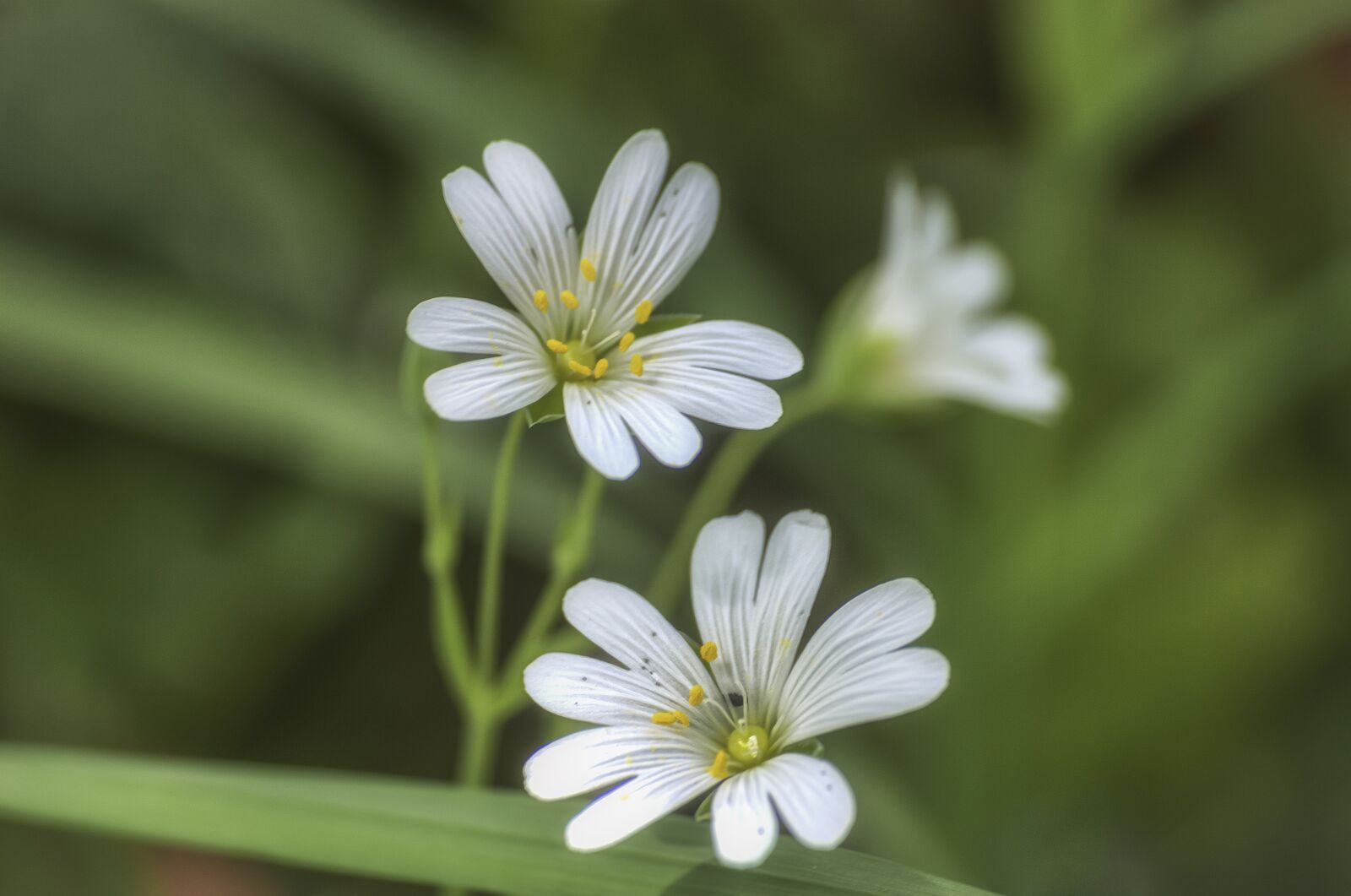 Nikon D7000 sample photo. Flower, white, macro photography