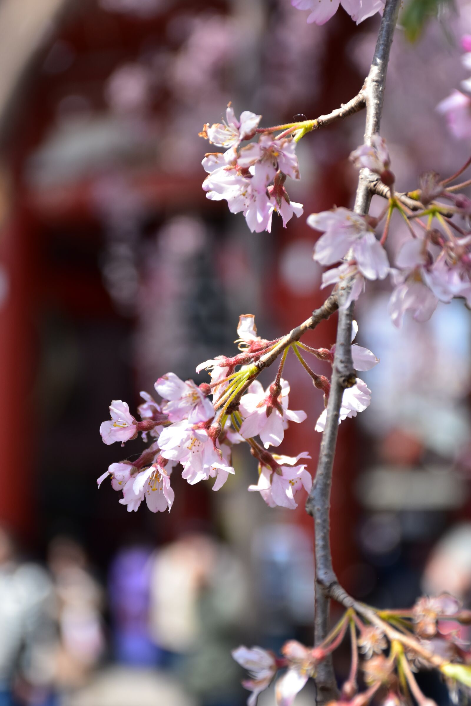 Nikon D7200 sample photo. Cherry tree flower, japan photography