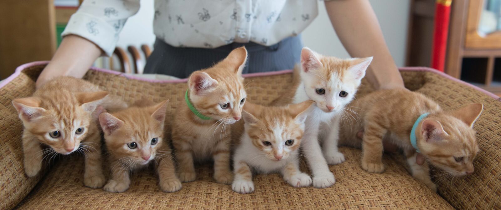 Nikon AF-S Nikkor 24-70mm F2.8G ED sample photo. Baby, cats, cute, family photography