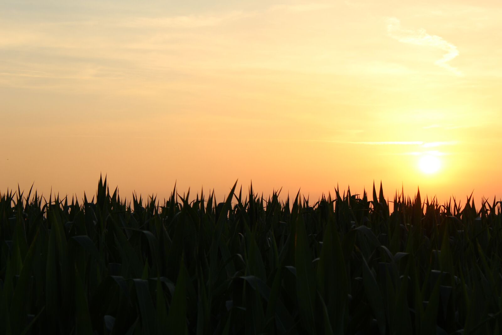 Canon EOS 1300D (EOS Rebel T6 / EOS Kiss X80) sample photo. Summer, wheat, nature photography