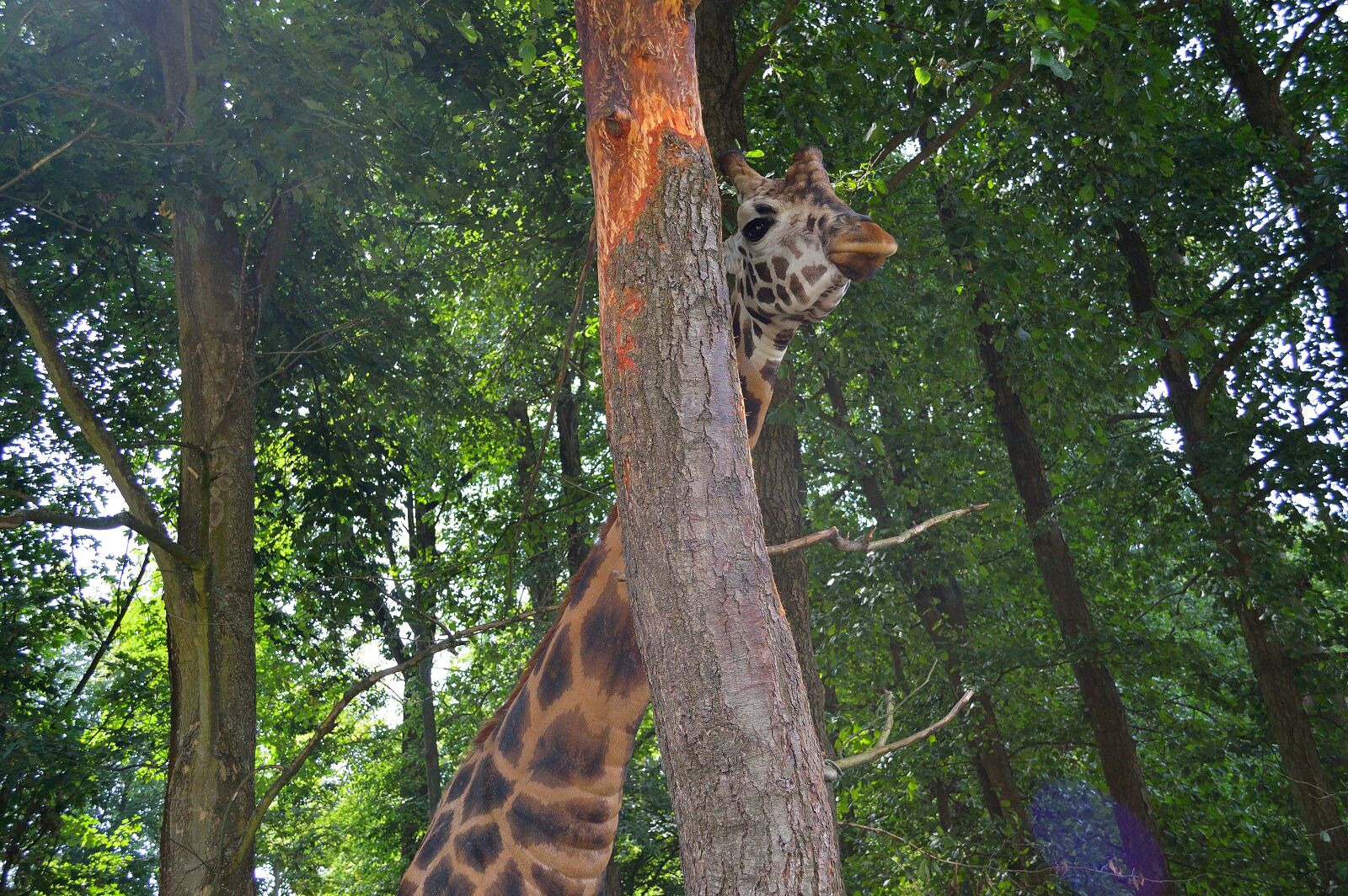 Nikon D3200 sample photo. Giraffe, zgryzanie crust, zoo photography
