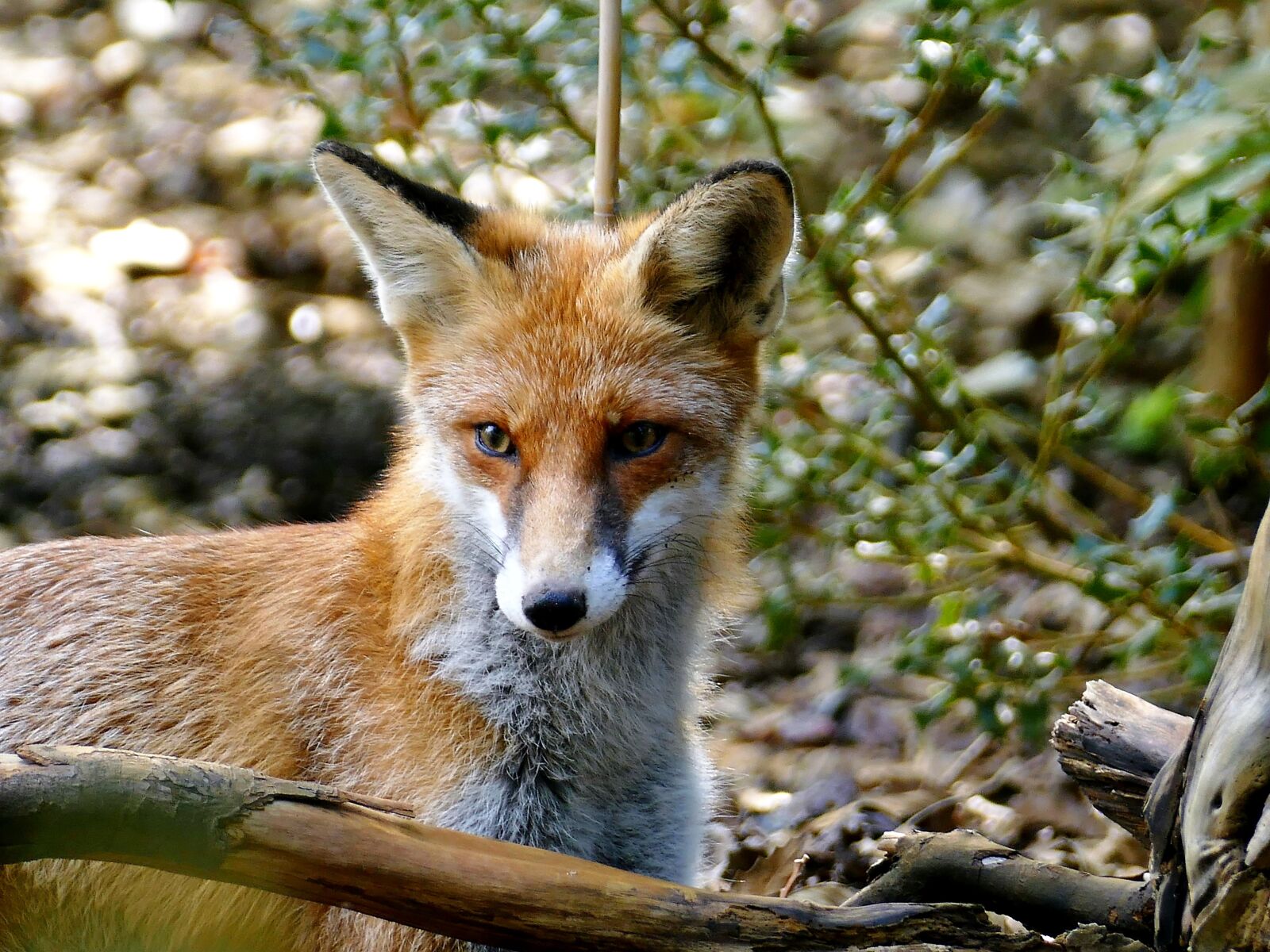Panasonic Lumix DMC-FZ1000 sample photo. Animal, fuchs, fur photography