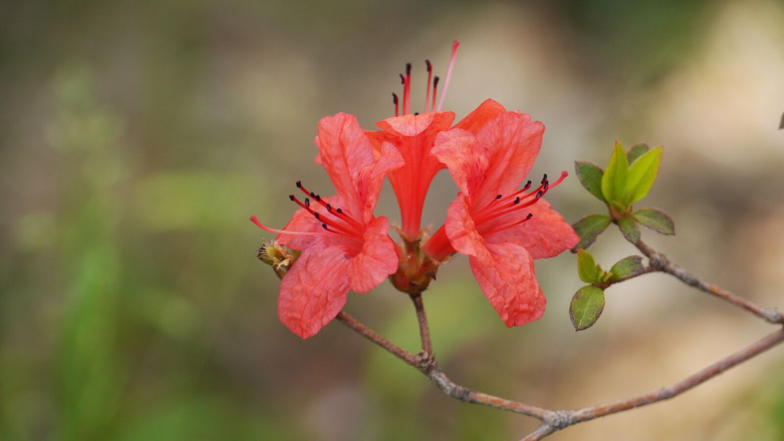 Panasonic Lumix DMC-GH3 sample photo. Nature, flowers, plants photography