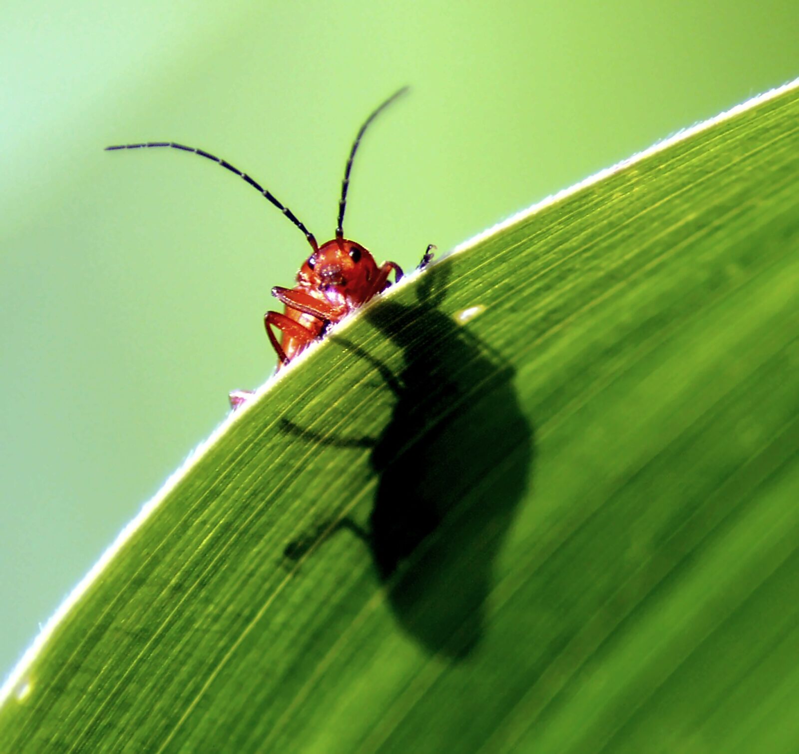 Nikon D3200 sample photo. Beetle, probe, red photography