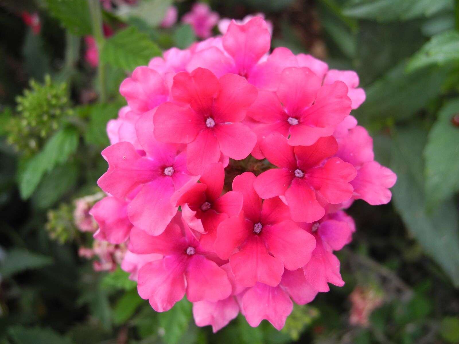 Nikon Coolpix P7000 sample photo. Flowers, rose petals, macro photography