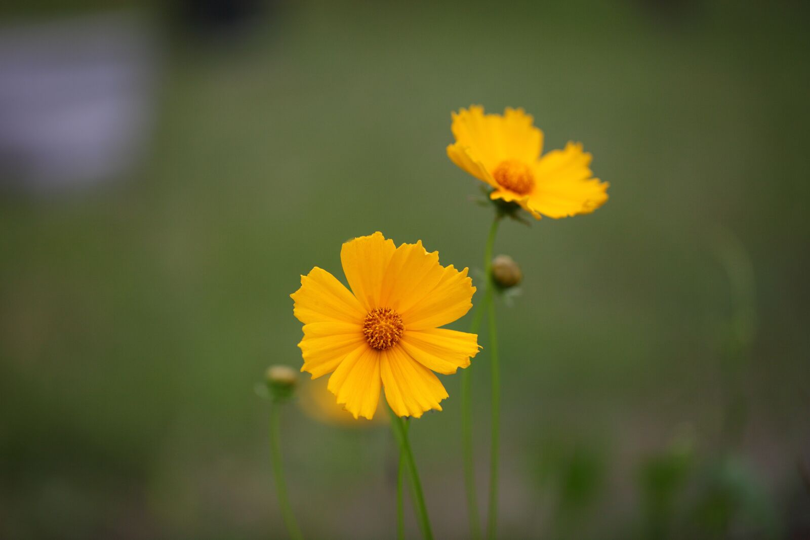 Canon EOS 5D Mark II sample photo. Nature, plants, flowers photography