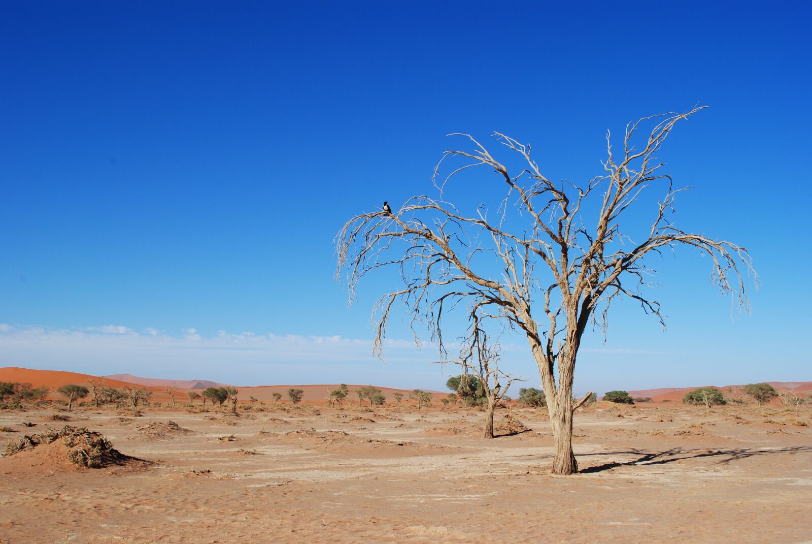Nikon D3000 sample photo. Namibia, africa, sossusvlei photography