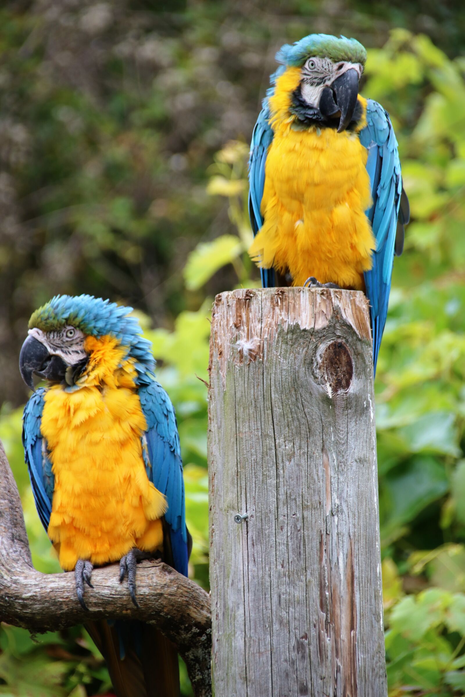 Canon EOS 760D (EOS Rebel T6s / EOS 8000D) sample photo. Parrot, macaw, tropical photography