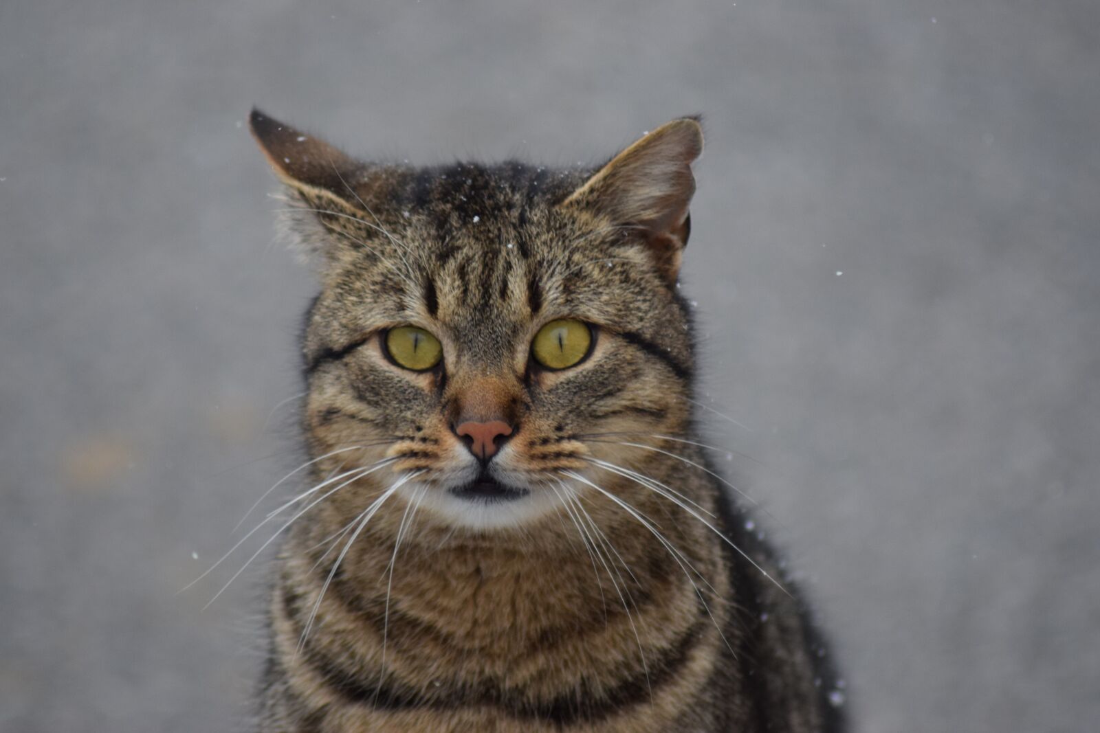 Nikon D3300 sample photo. Cat, wild, winter photography