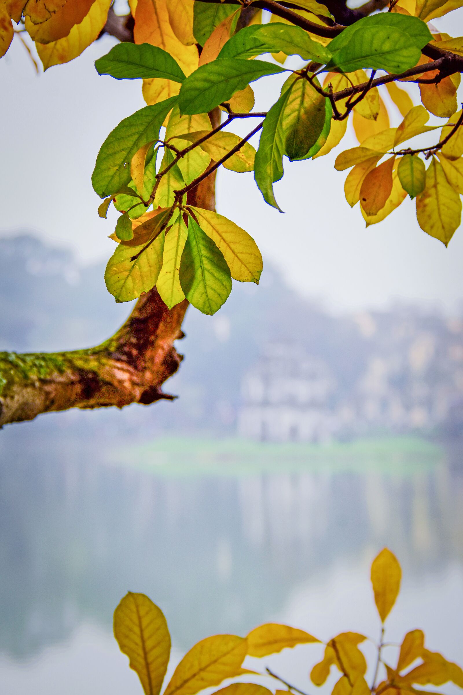 Nikon D7200 sample photo. Leaves, foliage, tree photography