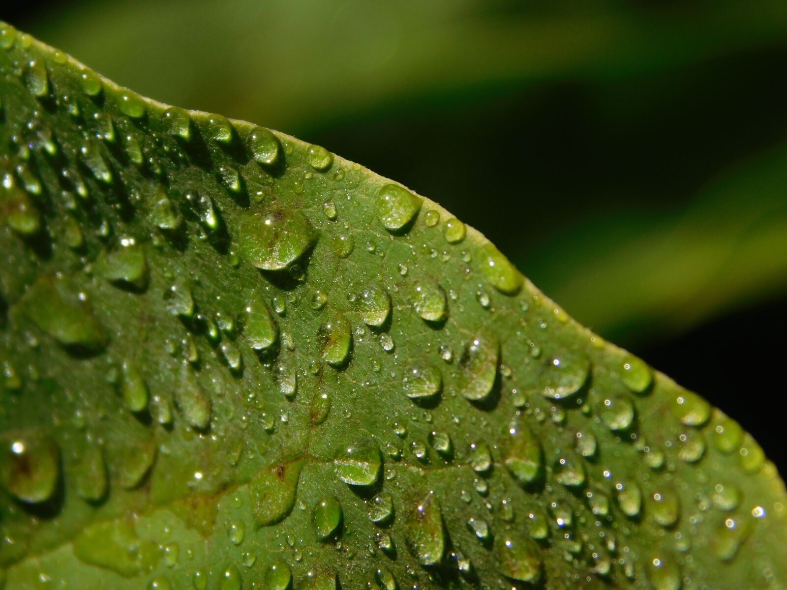 Nikon Coolpix L840 sample photo. Leaf, drop of water photography