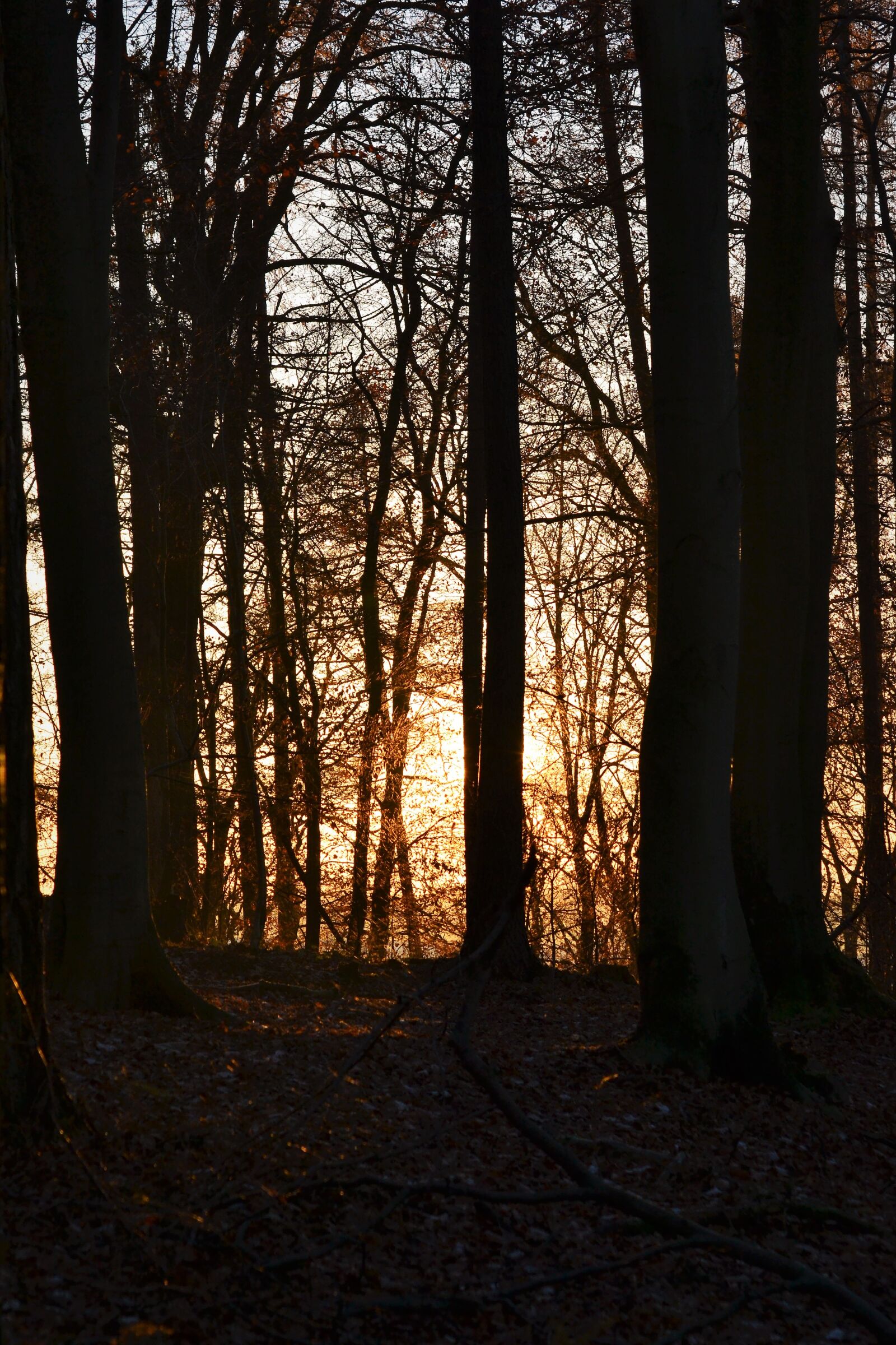 Nikon D3100 sample photo. Autumn, forest, sunset, trees photography