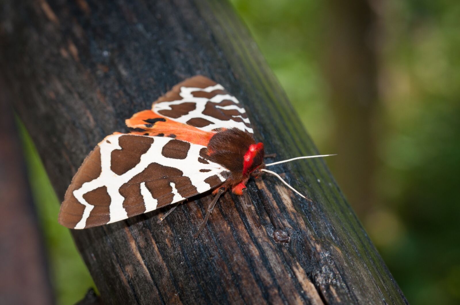 Nikon D90 sample photo. Butterfly, brown bear, drawing photography