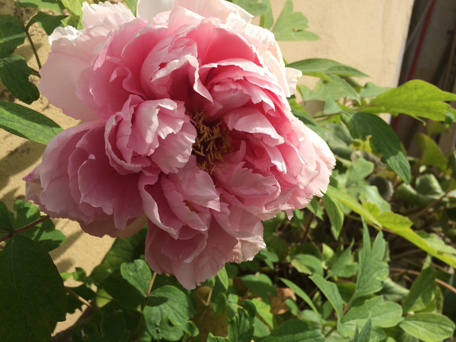 iPhone 5s back camera 4.15mm f/2.2 sample photo. Peony, summer, flower photography