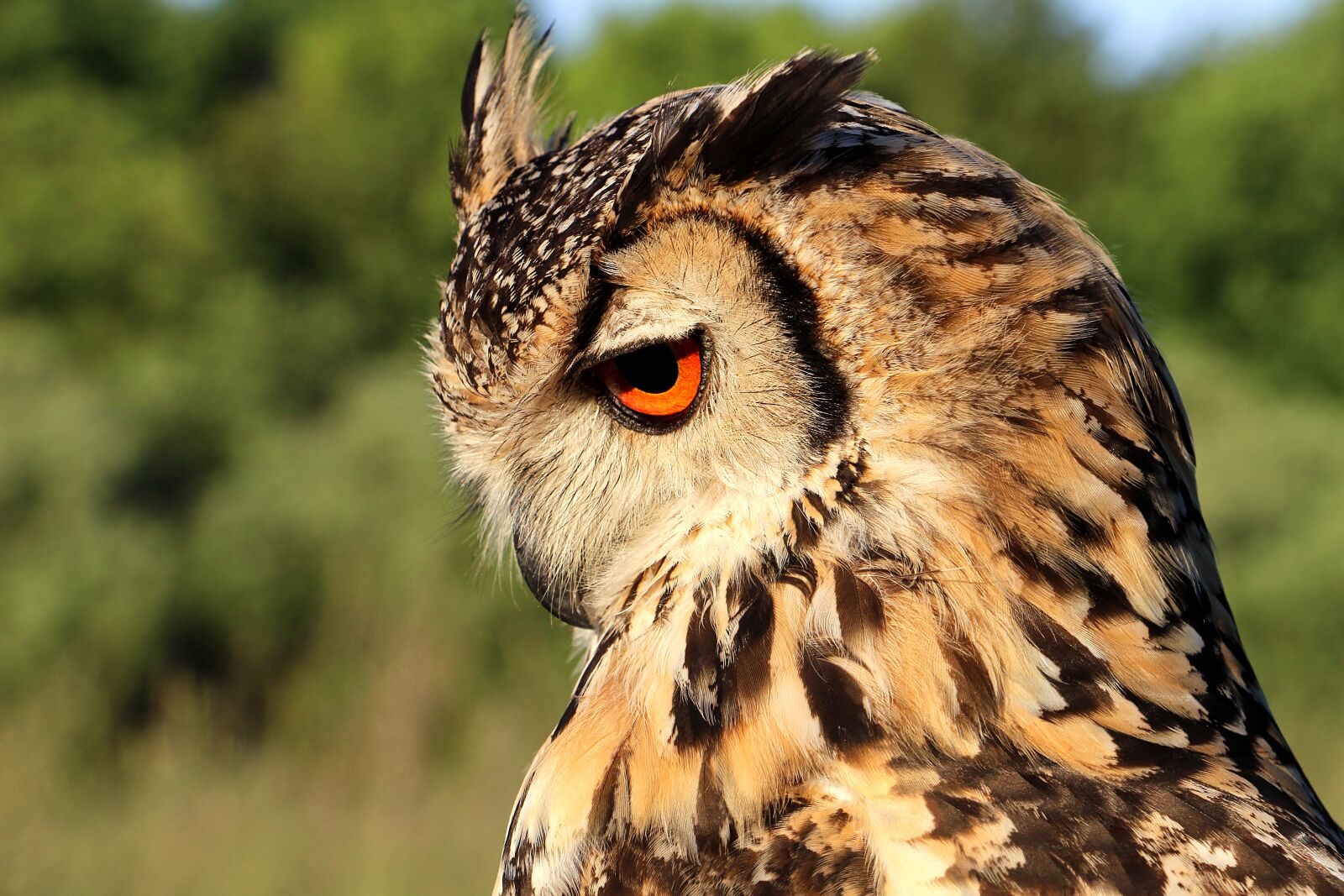 Canon EOS 700D (EOS Rebel T5i / EOS Kiss X7i) sample photo. Hornugle, owl, evening photography