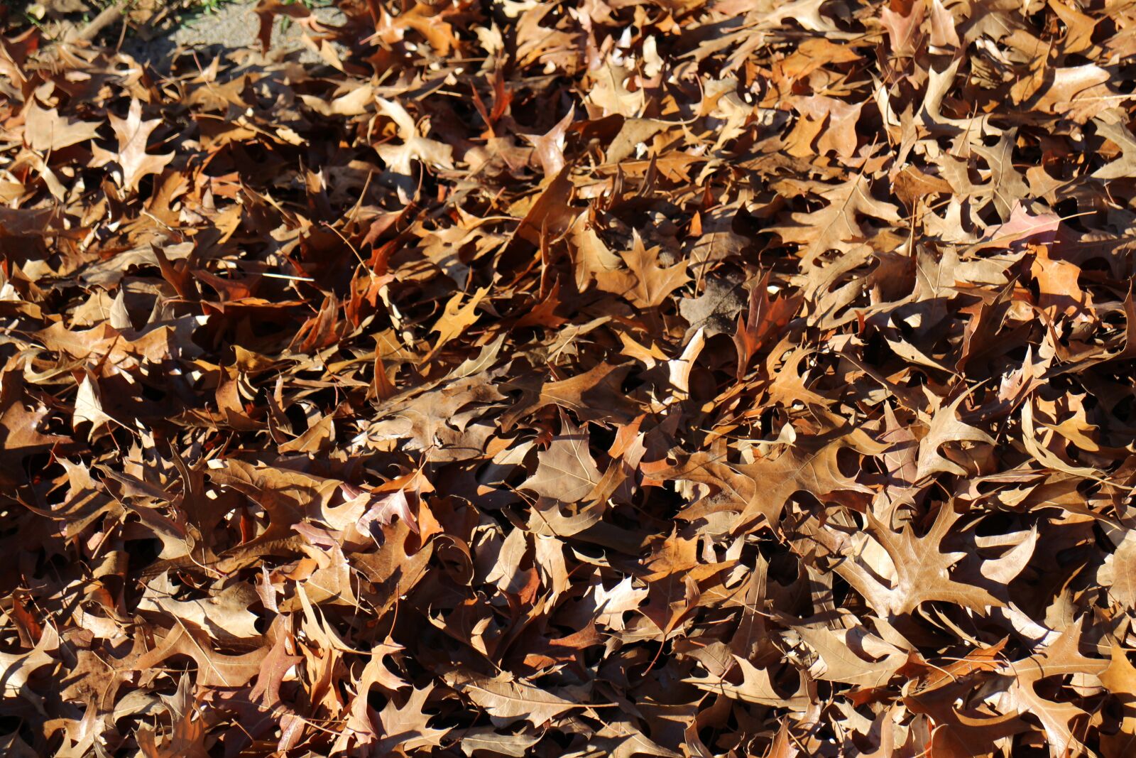 Canon EOS M2 sample photo. Falling leaf, autumn, natural photography