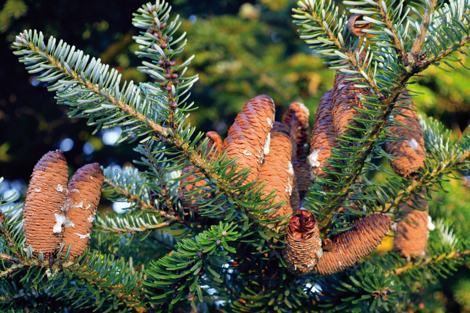 Nikon D3200 sample photo. Pine cones, fir tree photography