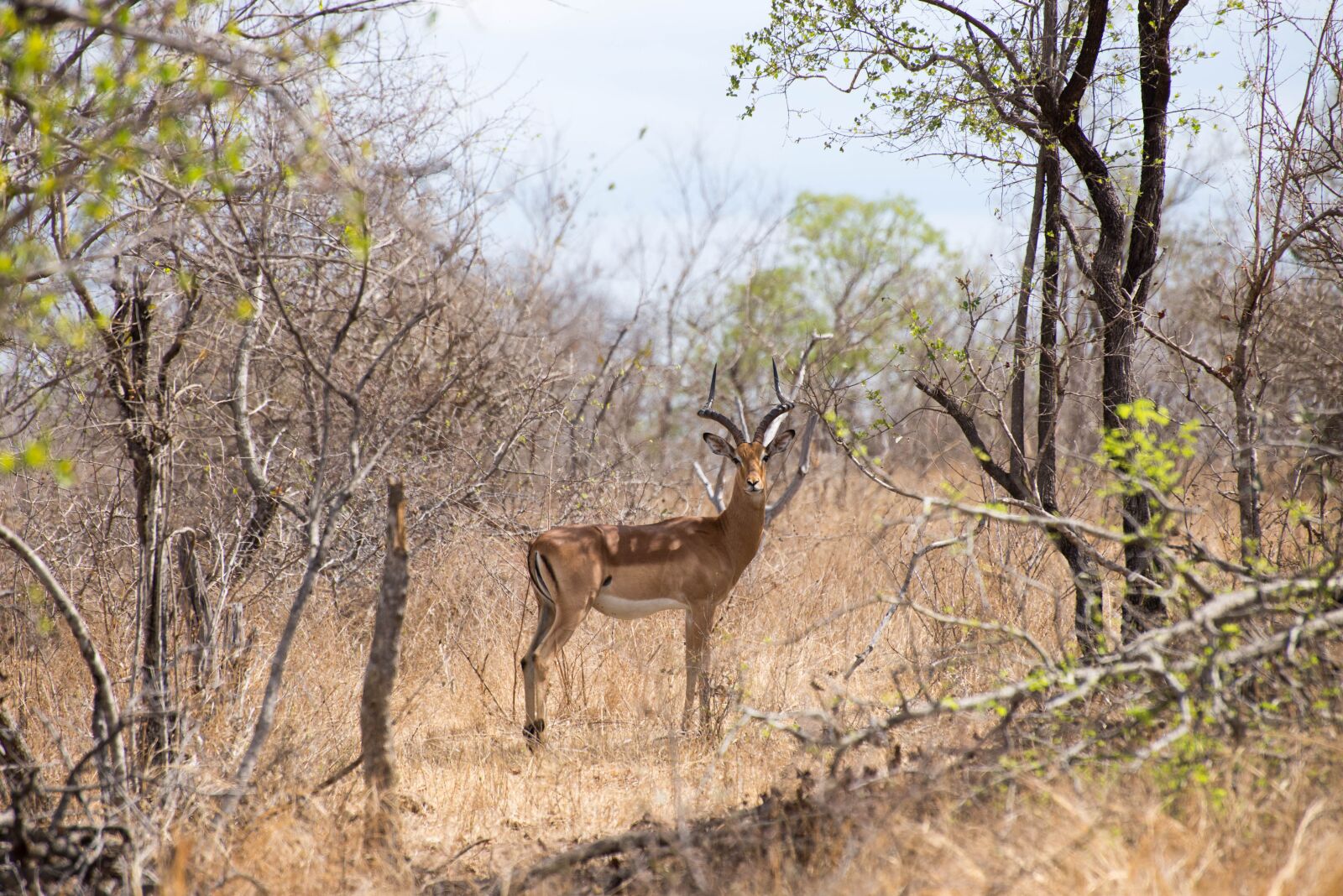 Nikon D610 sample photo. South africa, forest, deer photography