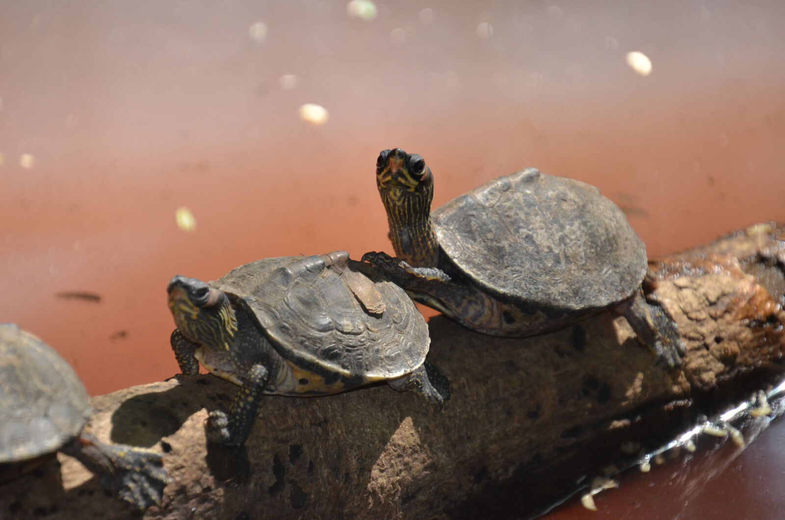 Nikon D7000 sample photo. Two, brown, sea, turtle photography