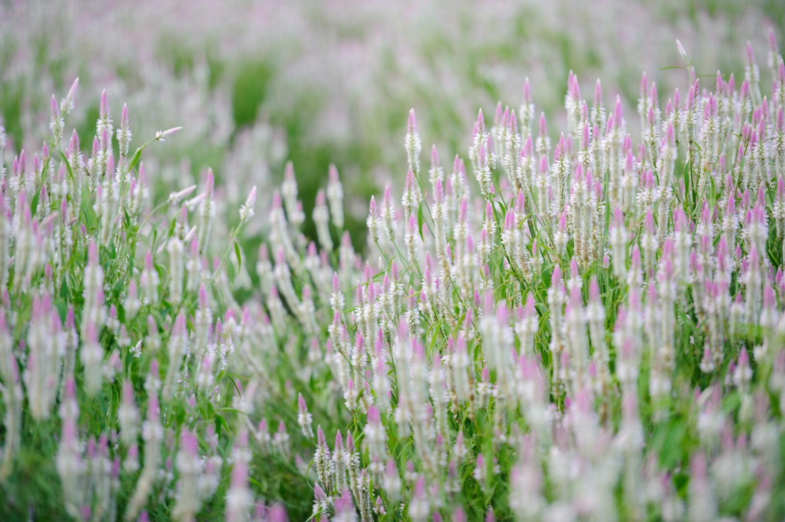 Nikon D700 sample photo. Flowers, grass, nature photography