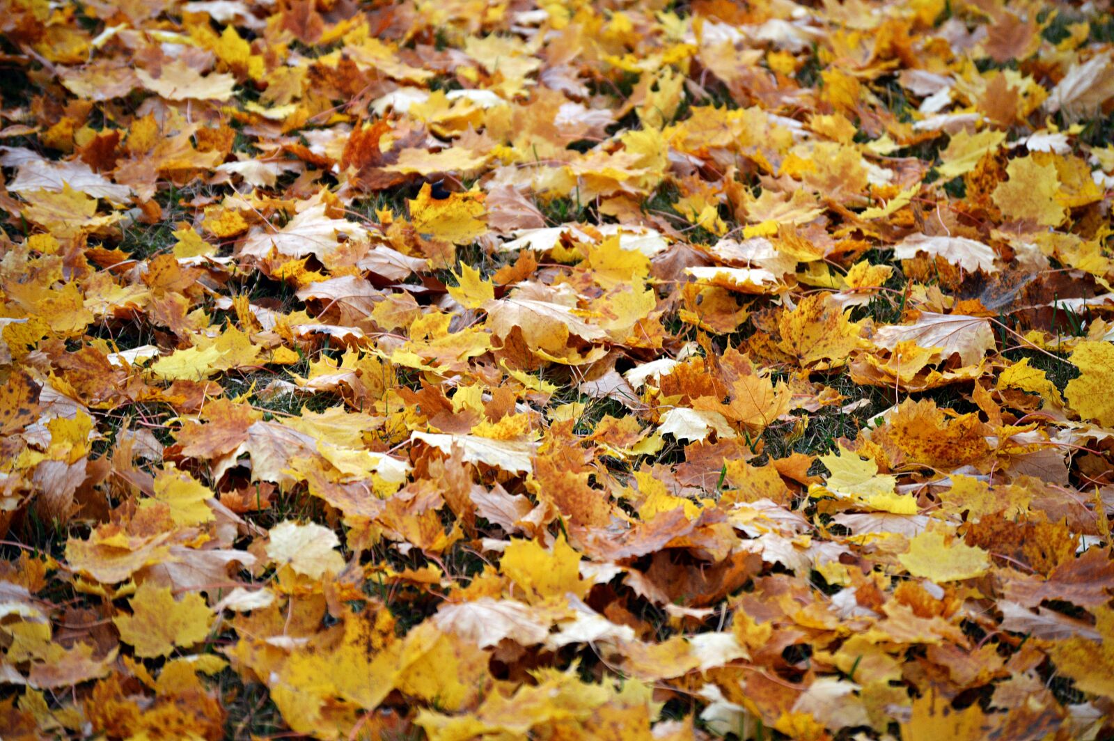 Nikon D3200 sample photo. Autumn, mood, nature photography