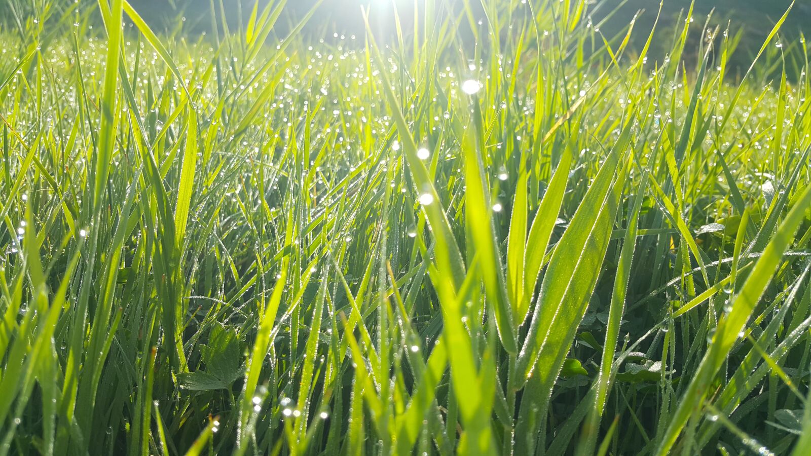 Samsung Galaxy Note4 sample photo. Grass water drops, grass photography