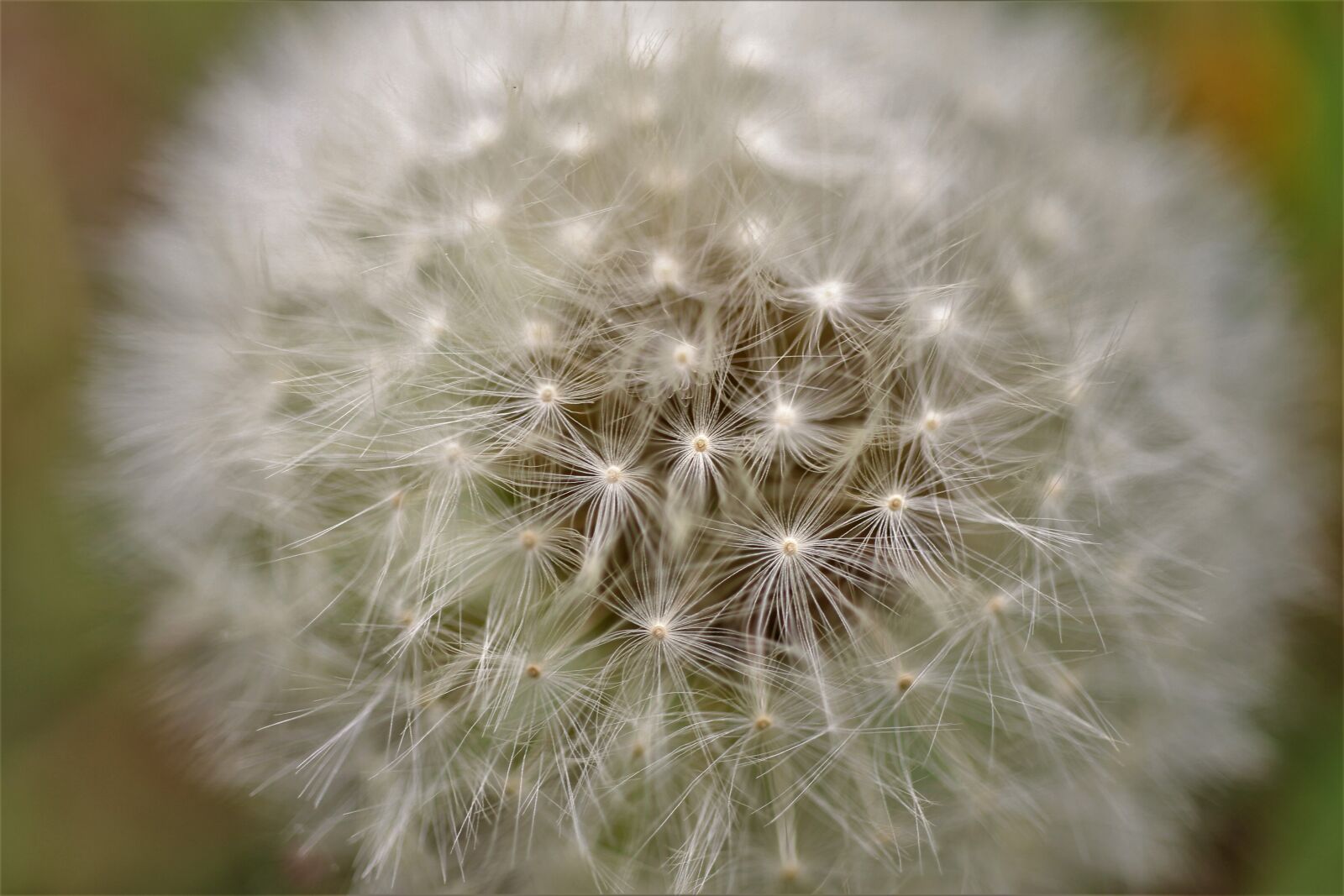 Canon EF-S 35mm F2.8 Macro IS STM sample photo. Dandelion, seeds, white photography