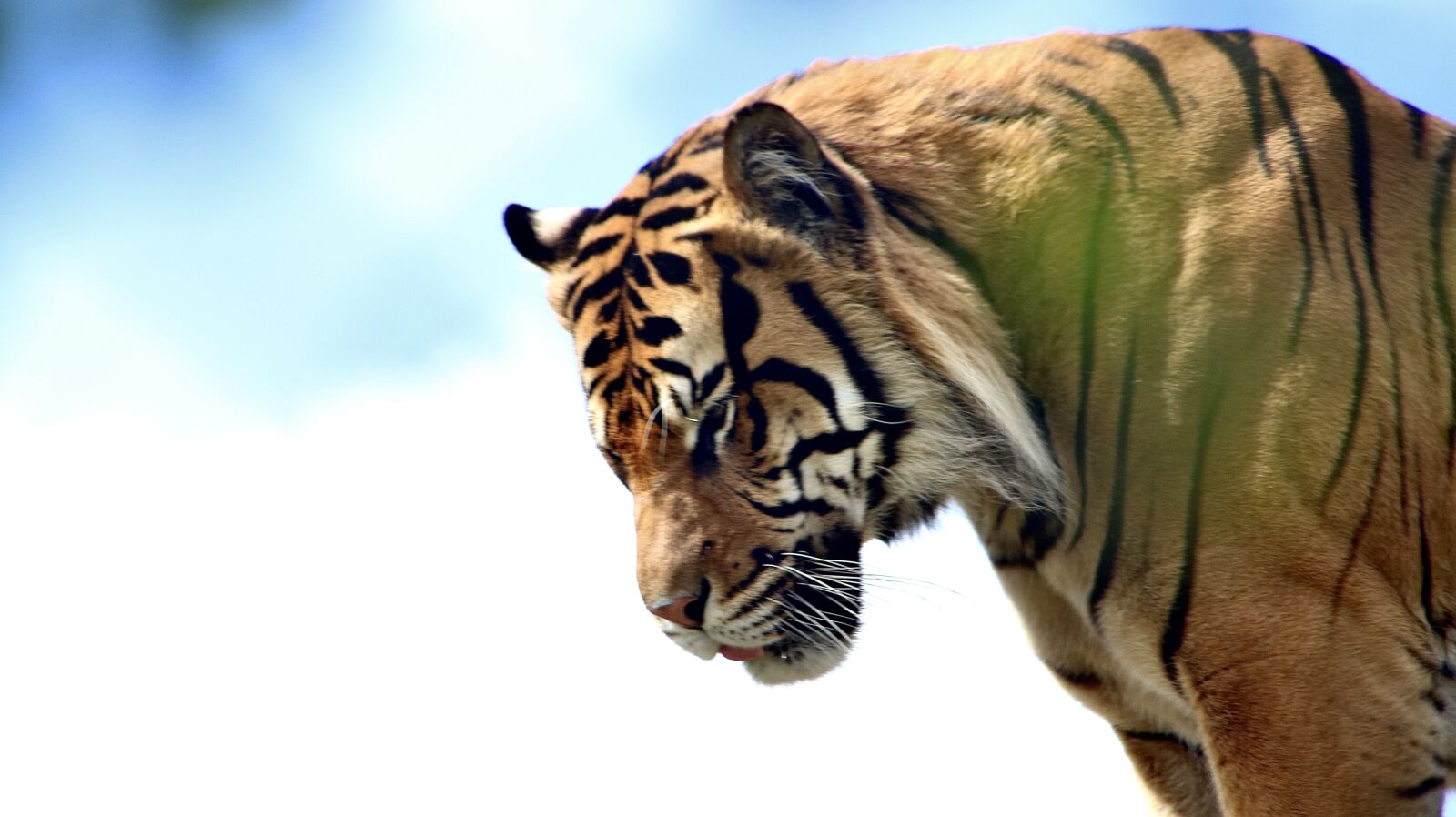 Canon EOS 750D (EOS Rebel T6i / EOS Kiss X8i) sample photo. Tiger, exotic, animal photography