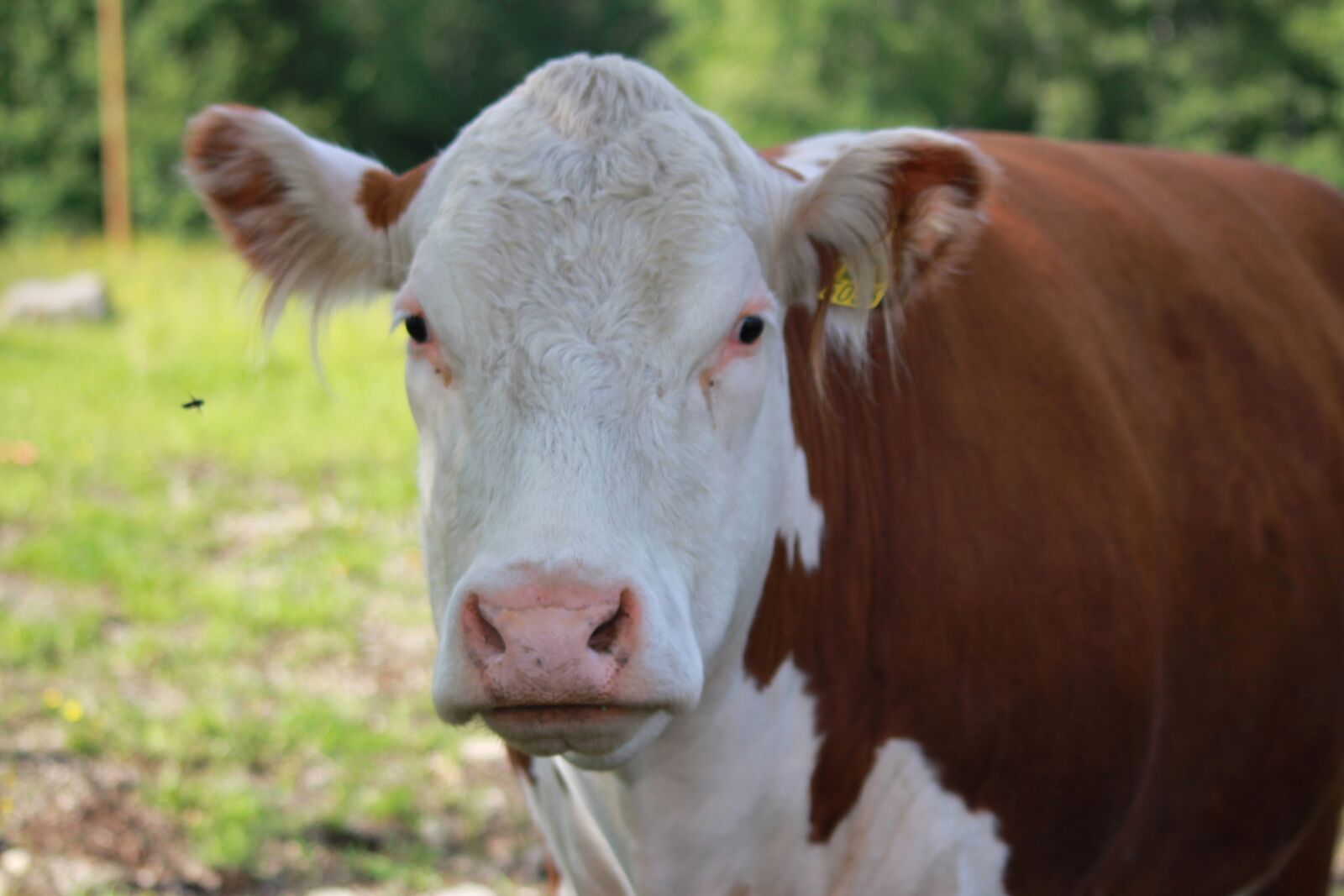 Canon EOS 550D (EOS Rebel T2i / EOS Kiss X4) sample photo. The cow, bovine, livestock photography