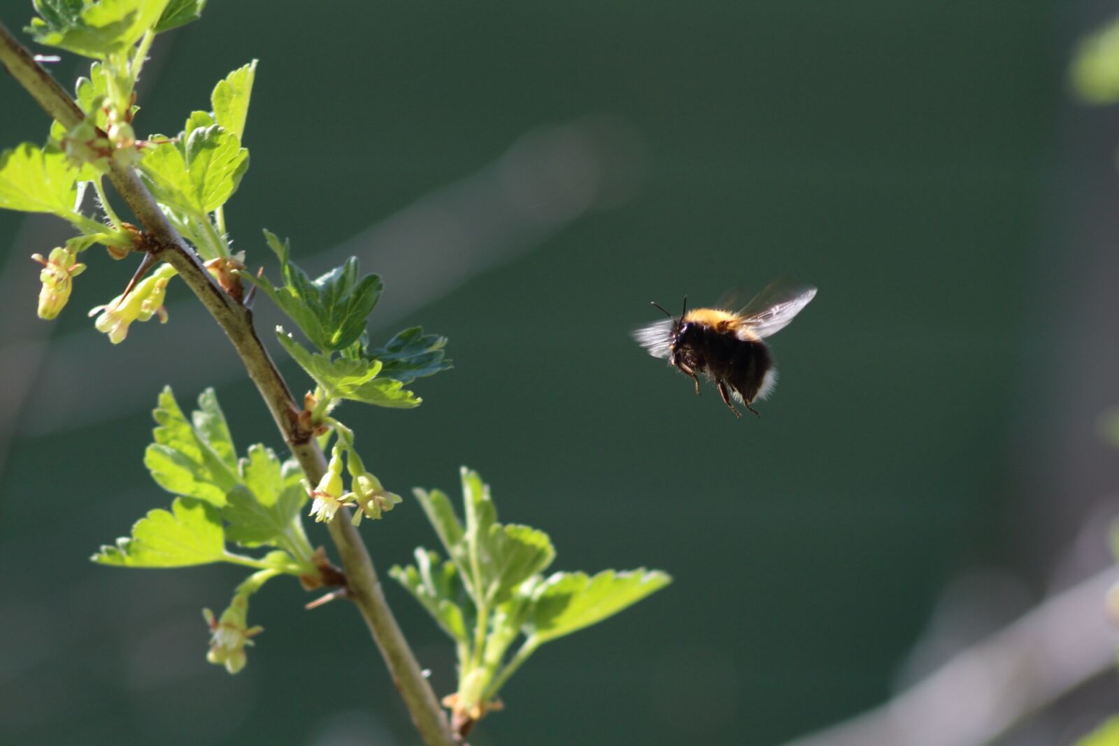 Canon EOS 1200D (EOS Rebel T5 / EOS Kiss X70 / EOS Hi) sample photo. Nature, sheet, outdoors photography