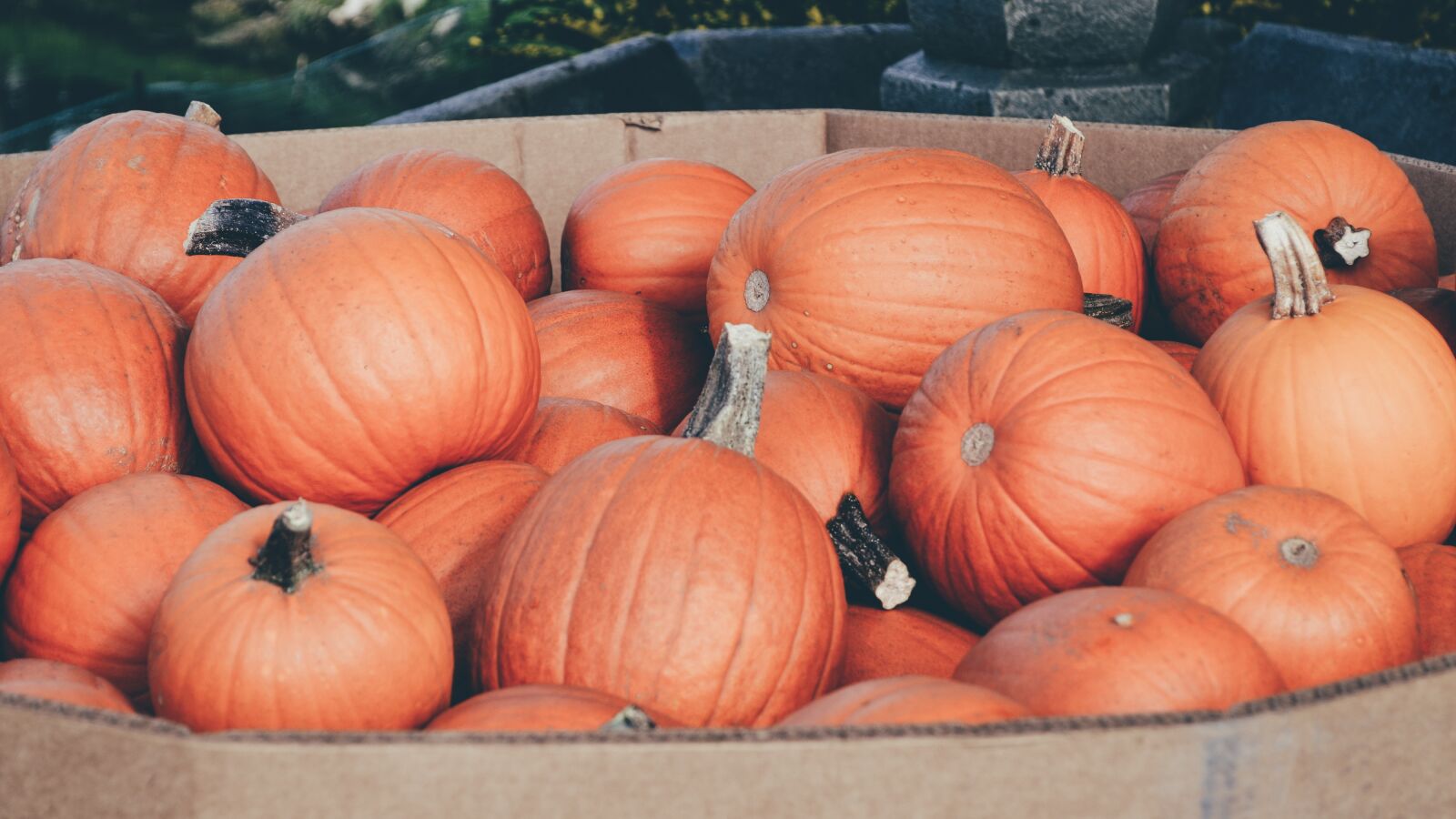 Nikon D5100 sample photo. Pumpkins, bunch, pumpkin patch photography