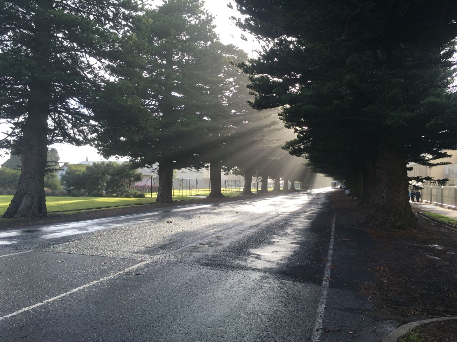 Apple iPhone 6s Plus sample photo. Trees, street, sunbeam photography