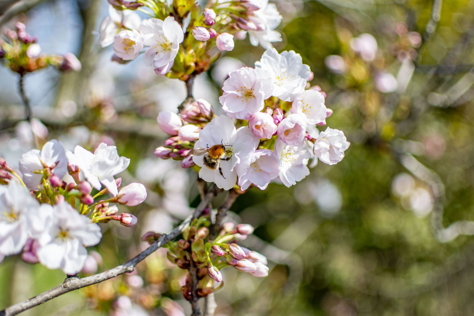 Nikon D5200 sample photo. Spring, sunny, flowers photography