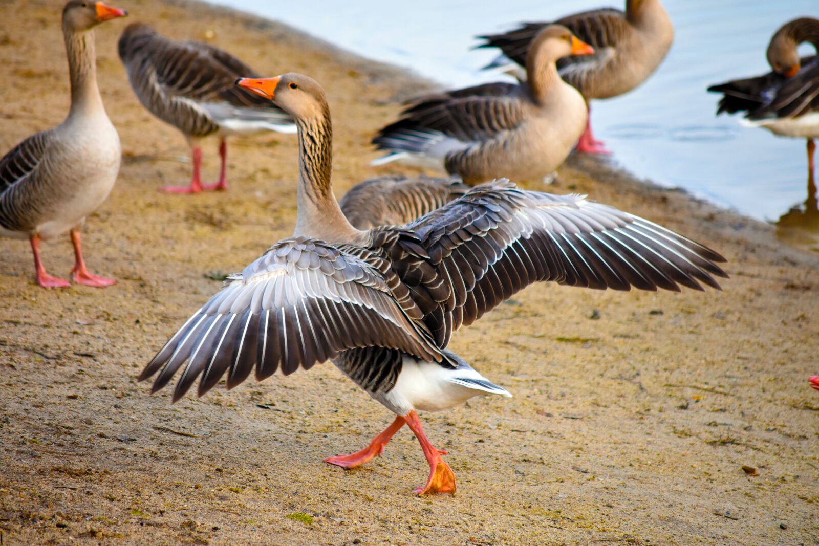 Nikon D3400 sample photo. Geese, birds, wings photography