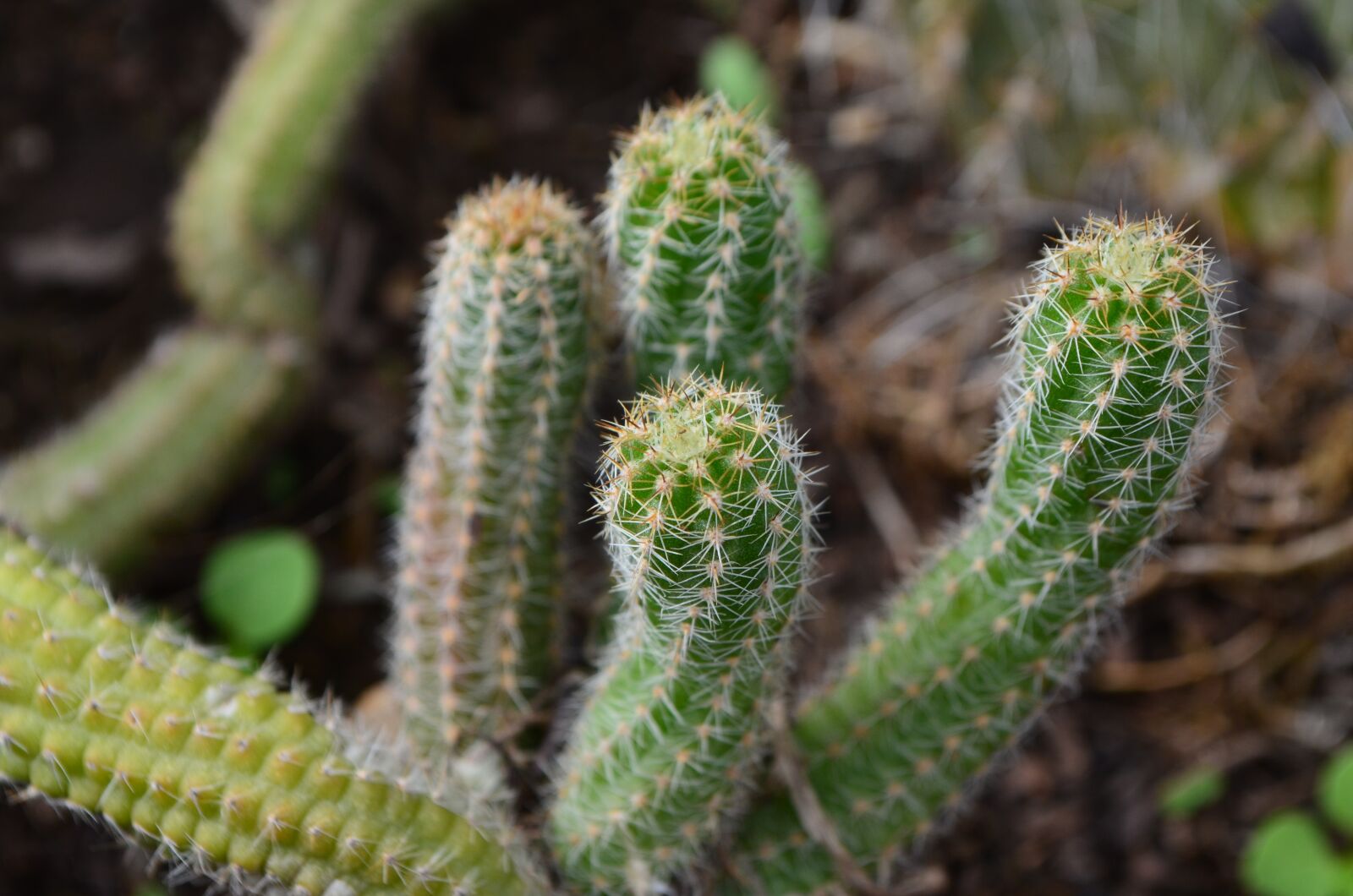 Nikon D5100 sample photo. Cactus, long, thorns photography