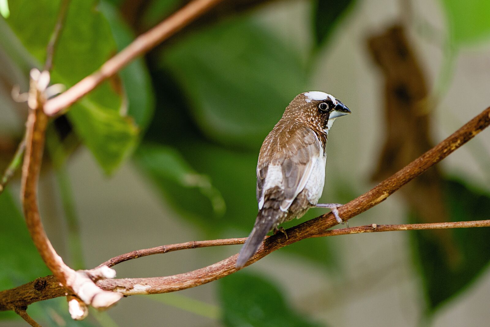 Nikon D610 sample photo. Society finch, bird, branch photography