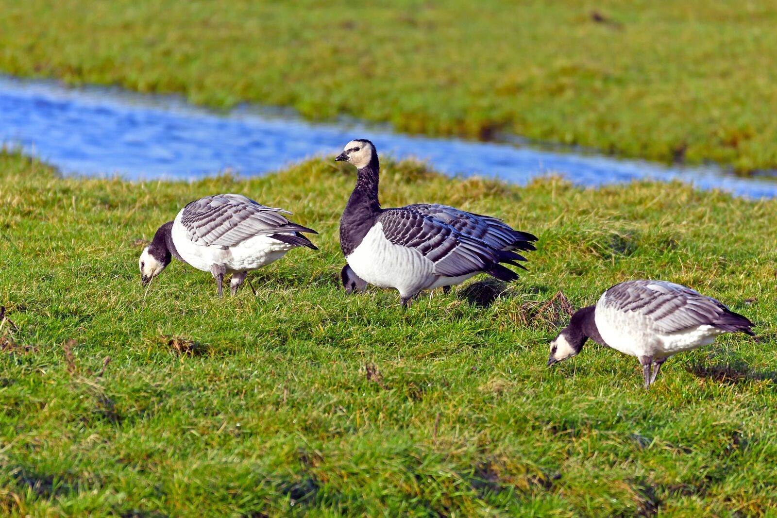 Nikon D500 sample photo. Nun geese, branta leucopsis photography