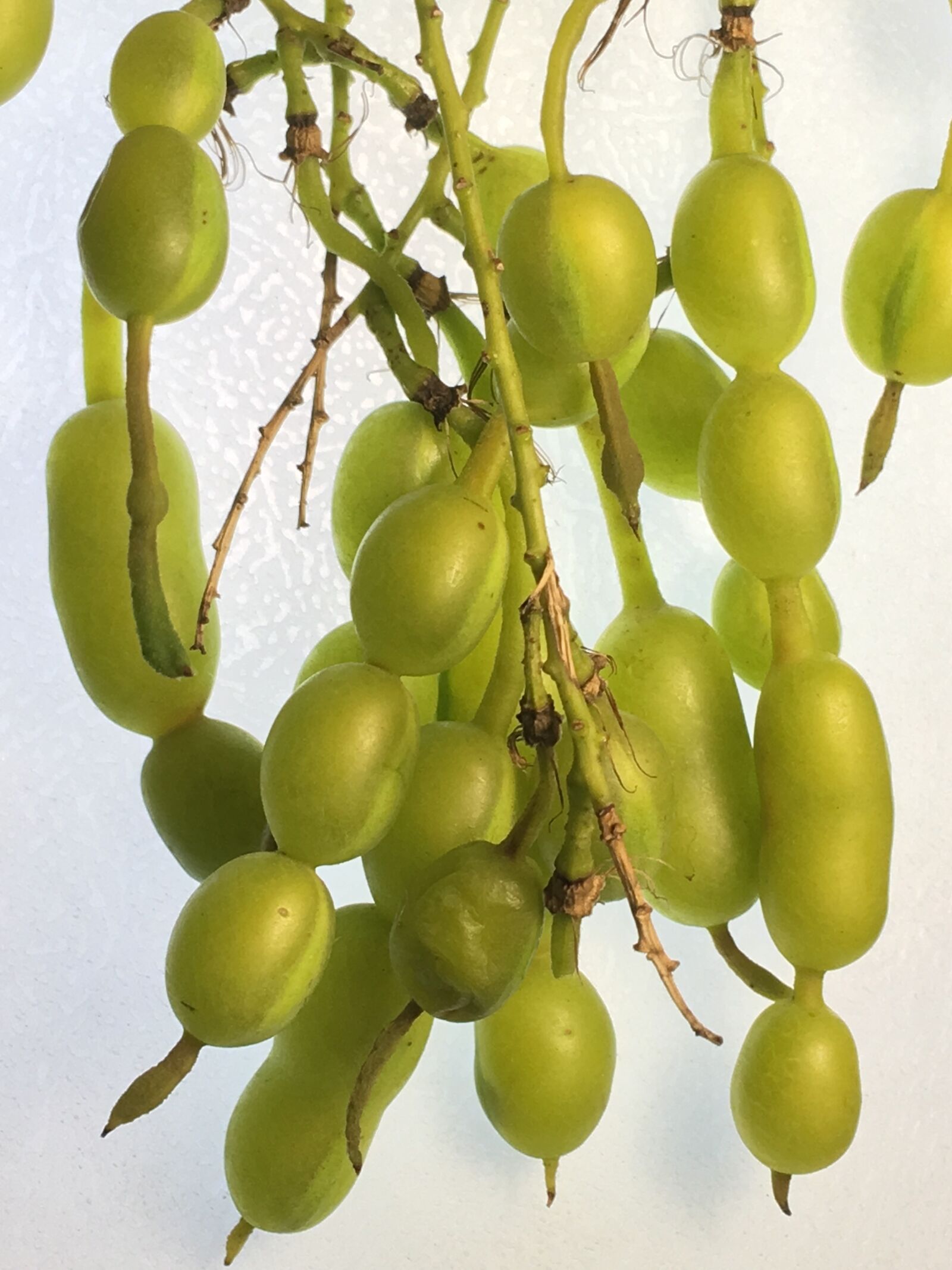 Apple iPhone 6s Plus sample photo. Fruit, seed, trasluz photography