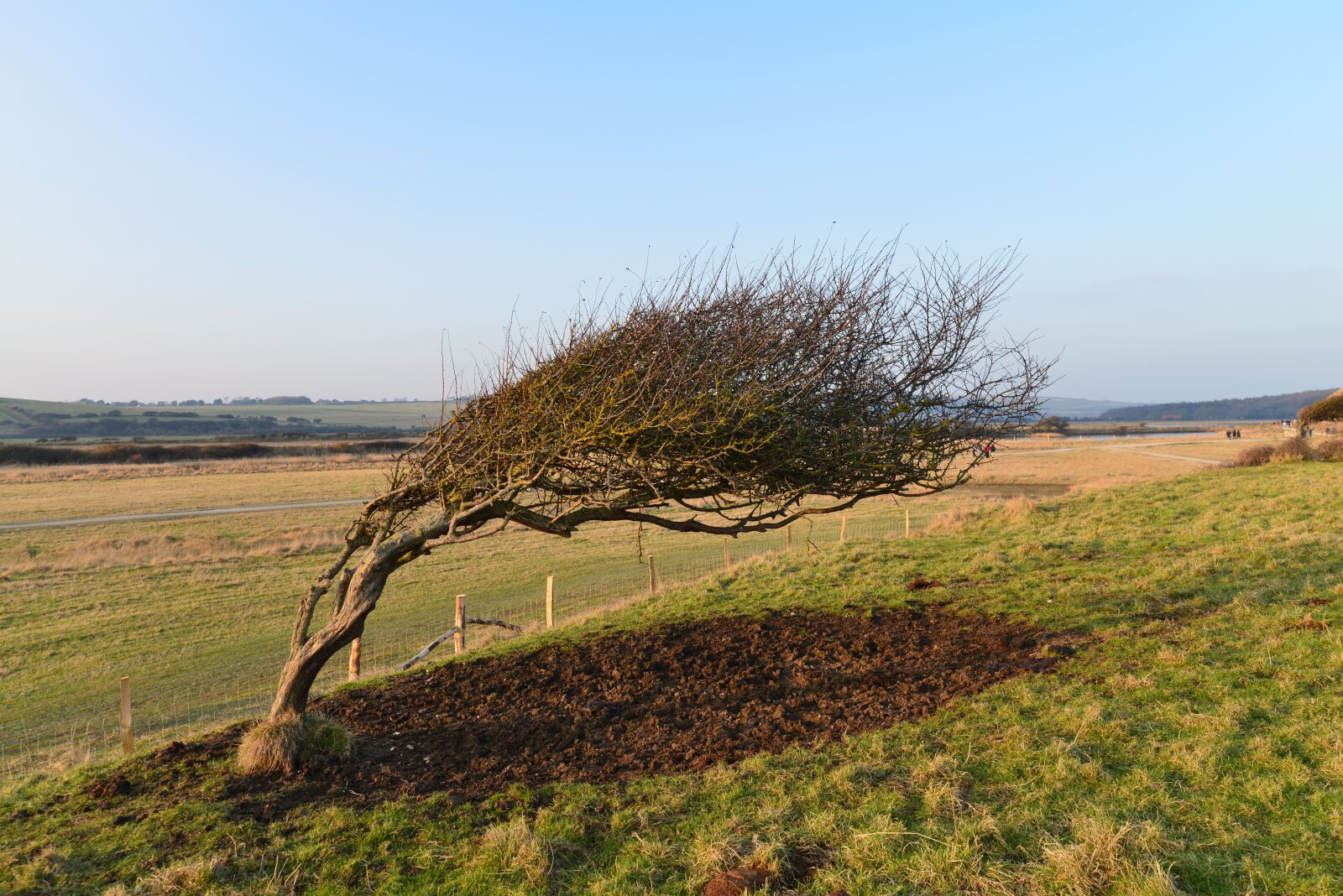 Nikon D800 sample photo. Wood, wind, plants photography