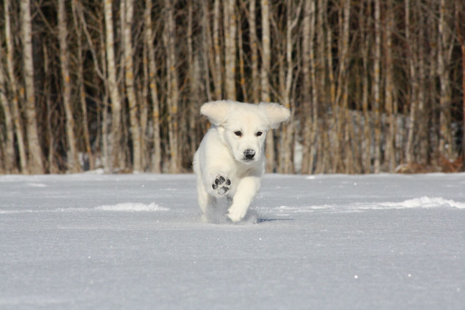 Canon EOS 1000D (EOS Digital Rebel XS / EOS Kiss F) sample photo. Golden retriever, puppy, running photography