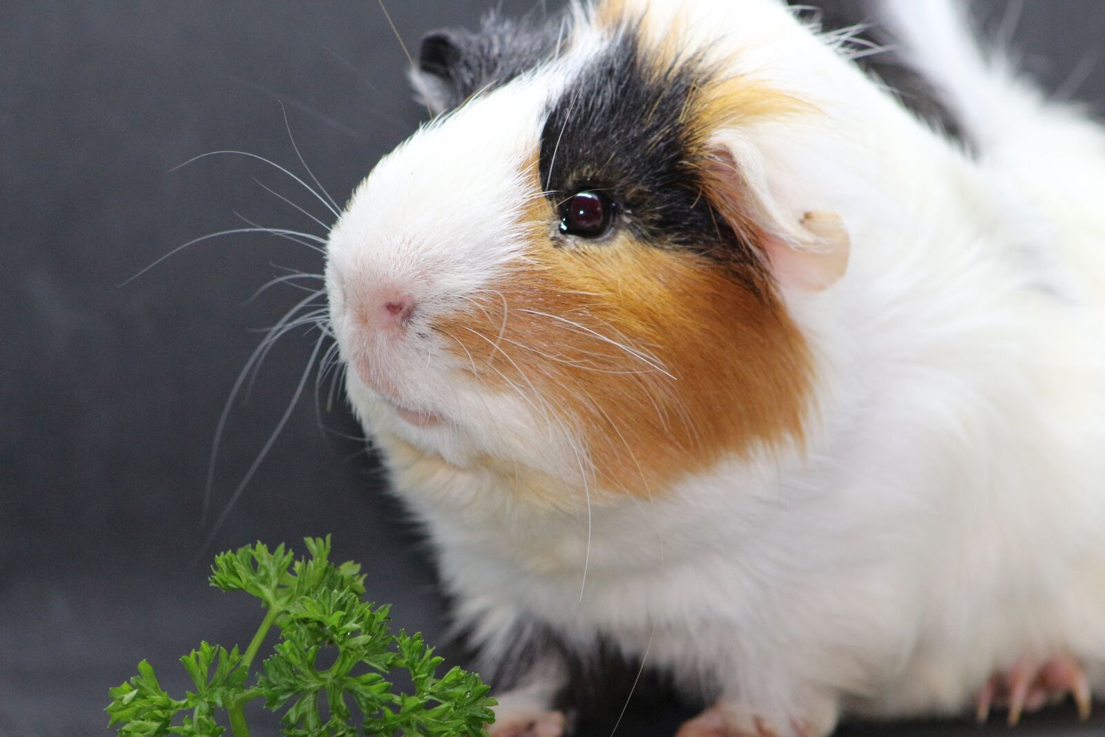 Canon EF75-300mm f/4-5.6 sample photo. Sea ​​pig, sweet, animal photography