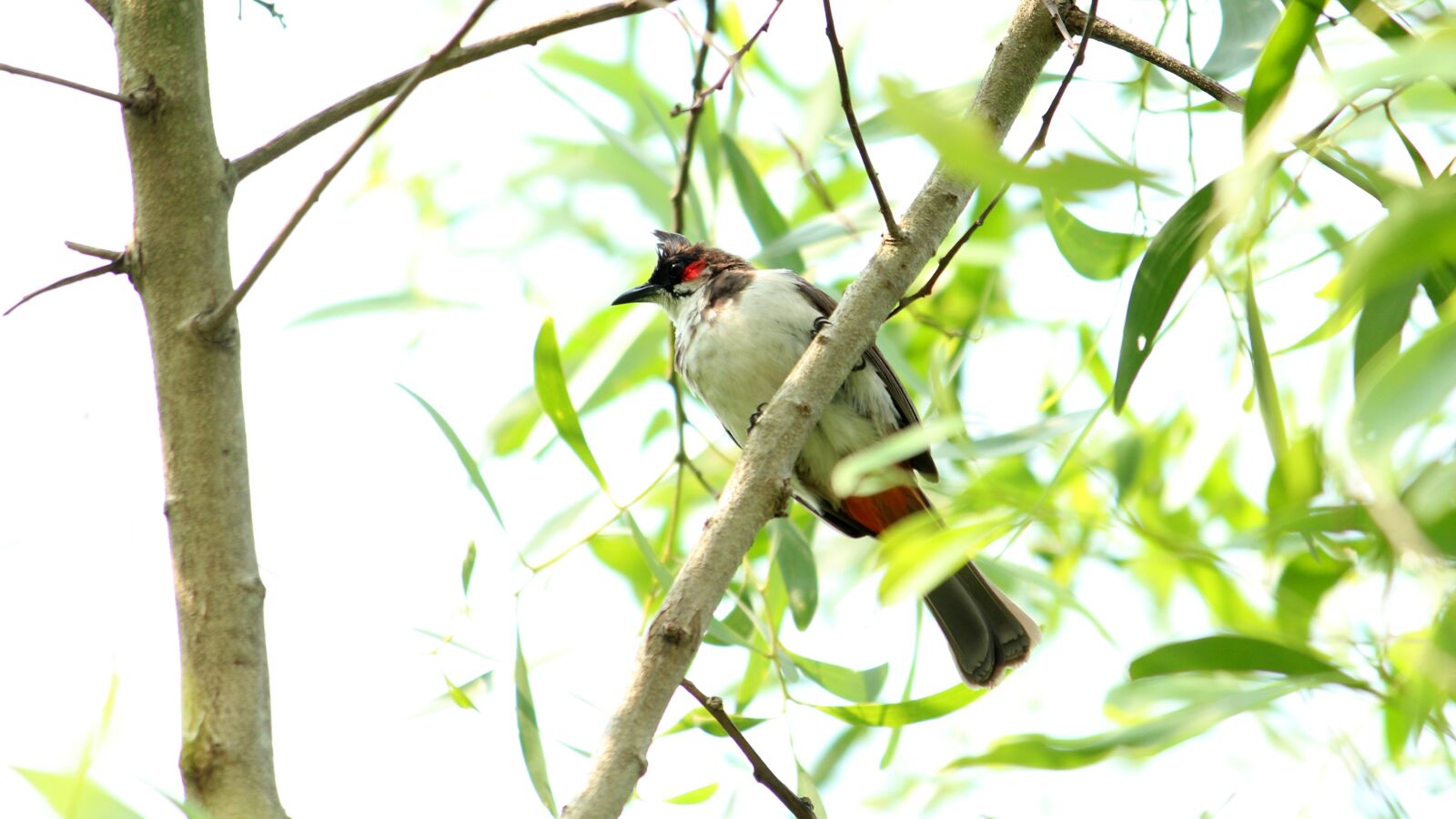 Canon EOS 1300D (EOS Rebel T6 / EOS Kiss X80) sample photo. Nature, tree, bird photography
