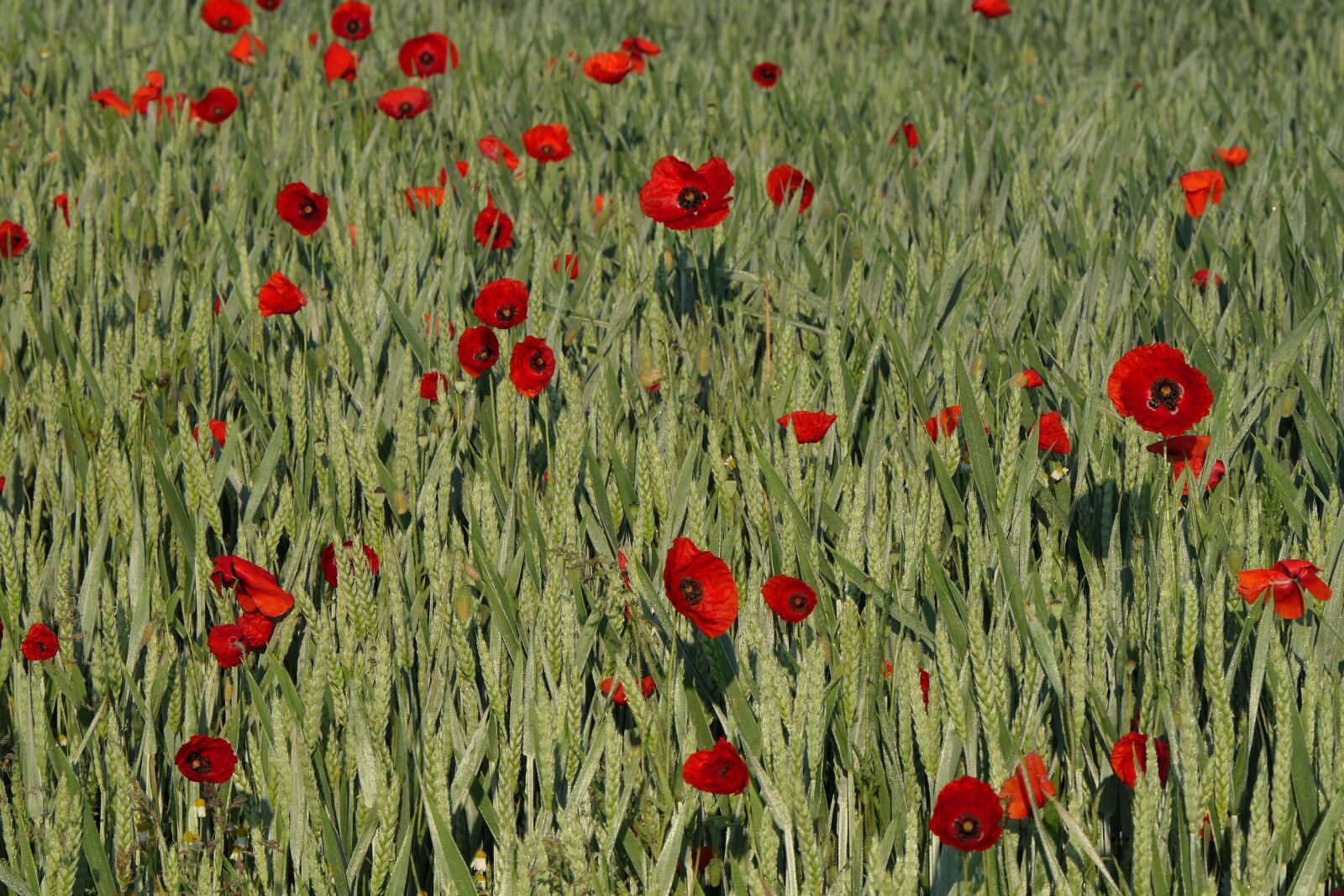 Panasonic Lumix DMC-FZ2500 (Lumix DMC-FZ2000) sample photo. Poppy, cornfield, cereals photography