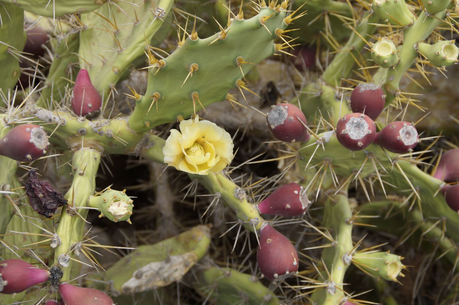 Sony SLT-A58 sample photo. Cactus, blossom, bloom photography