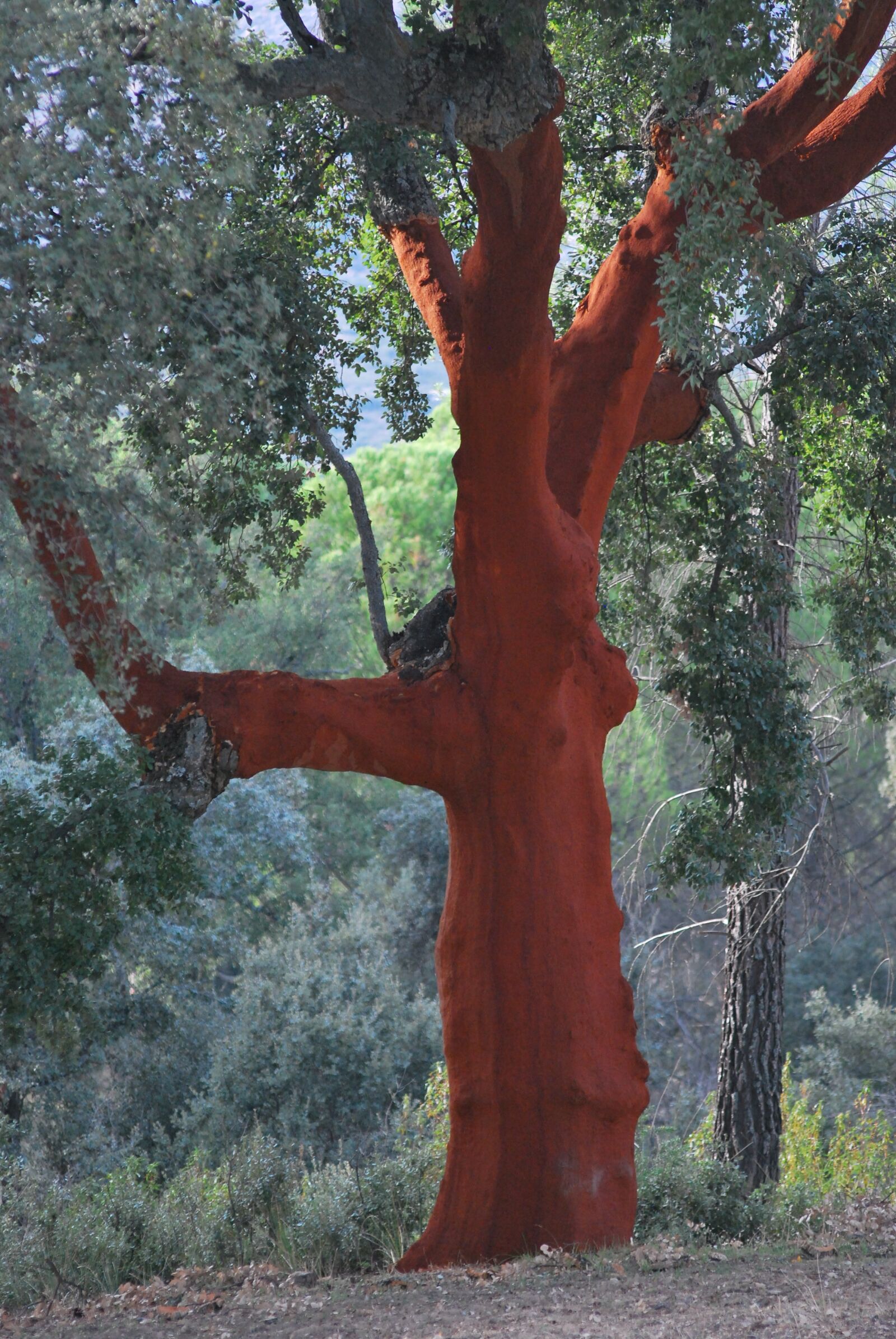 Nikon D60 sample photo. Cork oak, red, bark photography