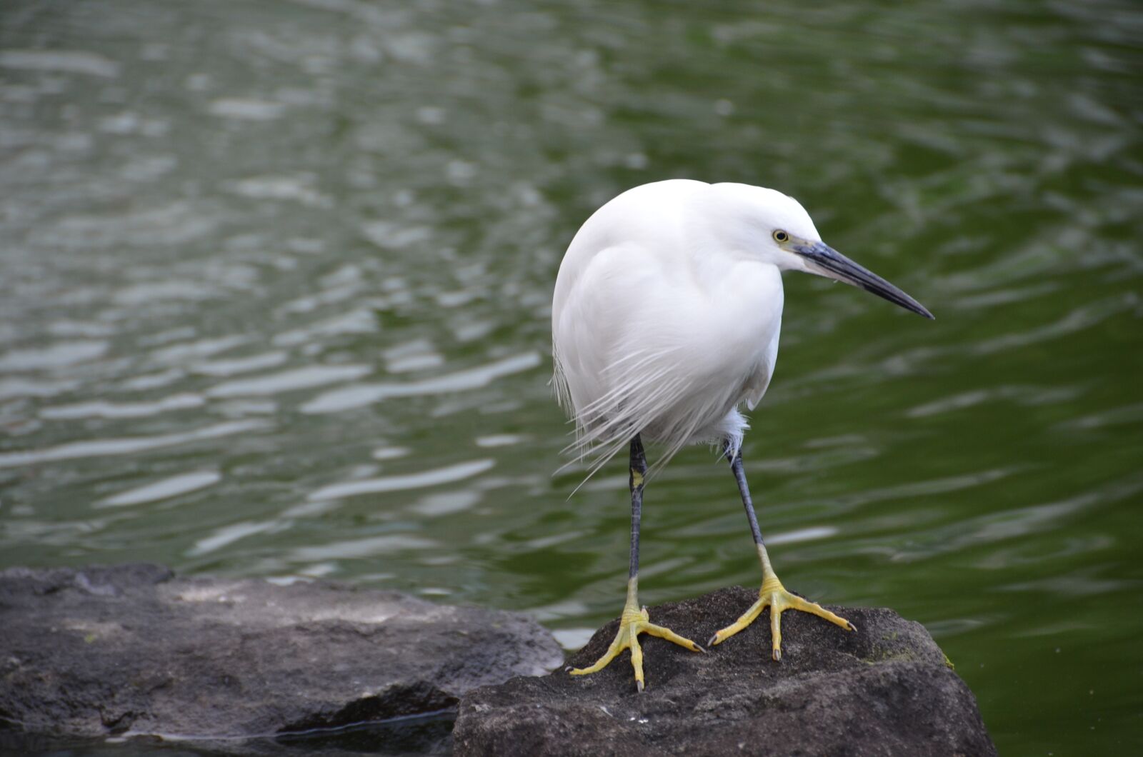 Nikon D5100 sample photo. Bird, white, wait photography