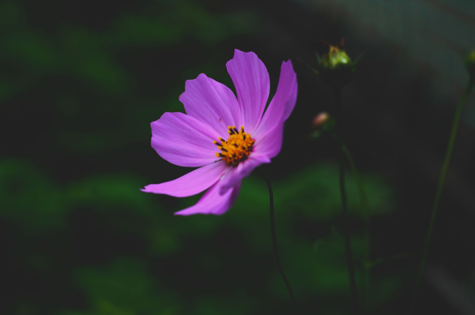 Nikon D7000 sample photo. Flower, nature, summer photography